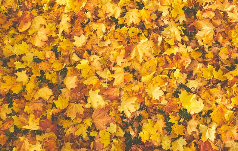 Surplus de feuilles