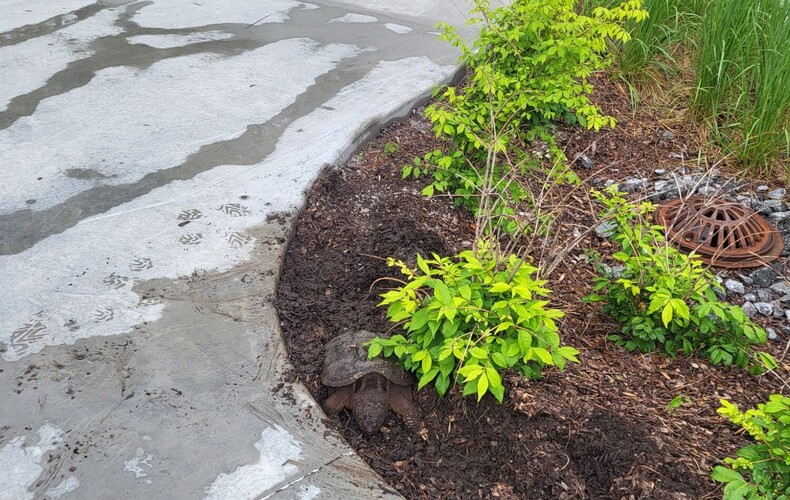 Une tortue serpentine observée au parc municipal