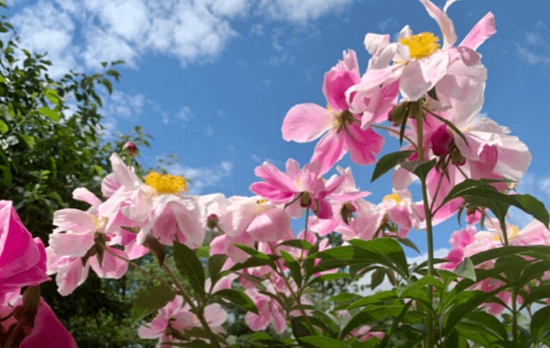 Grand bal des pivoines