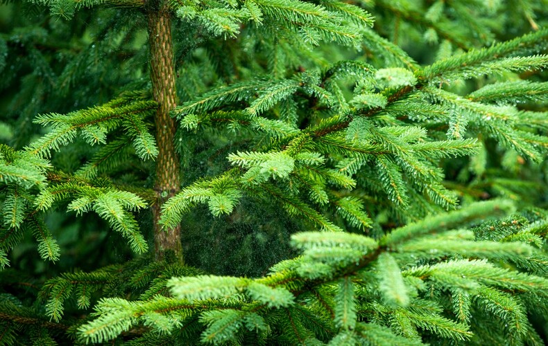 Collecte des sapins de Noël