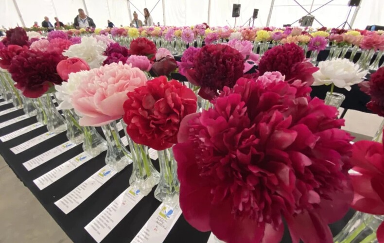 Grand bal des pivoines