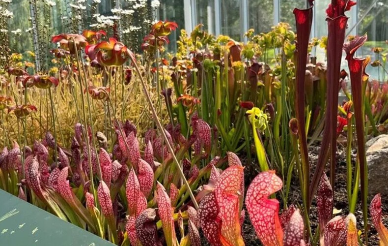 Carnivores en fleur!