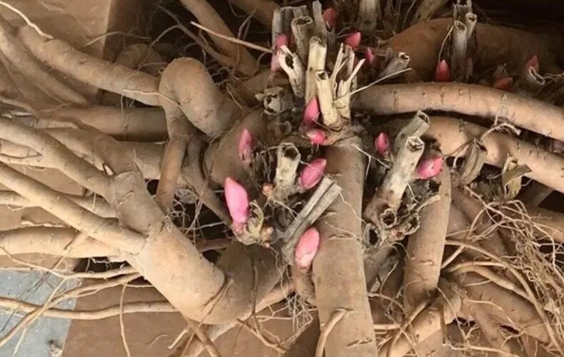 Journée de la pivoine avec encan